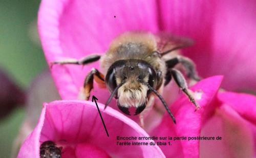 Megachile willughbiella